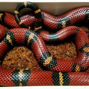Milksnakes