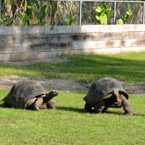 Aldabra Breeders