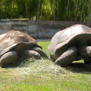 Aldabra Breeders