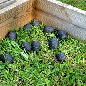 Aldabra Breeders