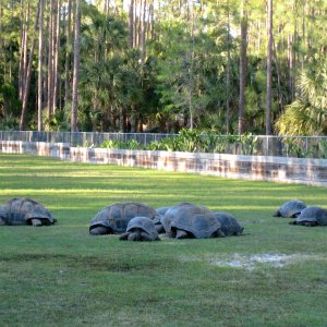 Aldabra Breeders