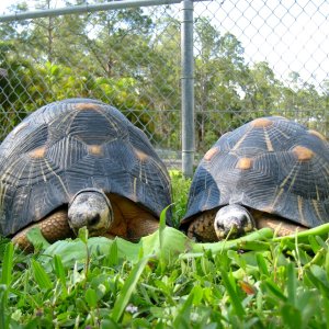 Aldabra Breeders