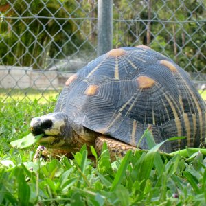 Aldabra Breeders