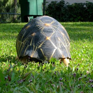 Aldabra Breeders