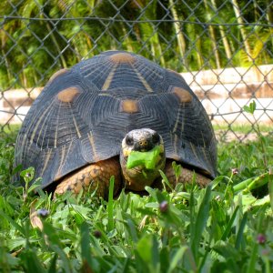 Aldabra Breeders