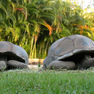 Aldabra Breeders