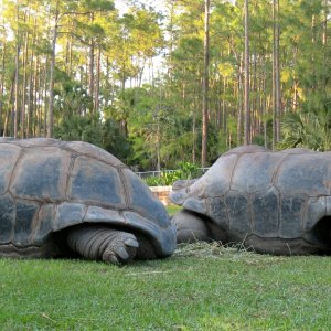 Aldabra Breeders