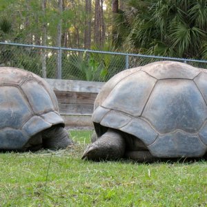 Aldabra Breeders