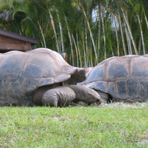Aldabra Breeders