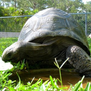 Aldabra Breeders