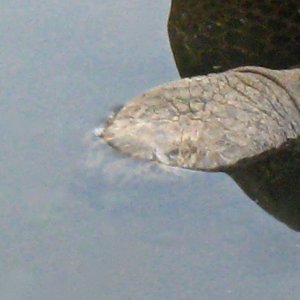 Aldabra Breeders