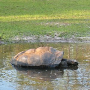 Aldabra Breeders