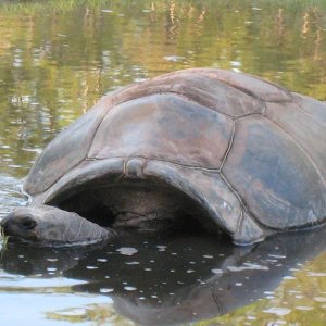 Aldabra Breeders
