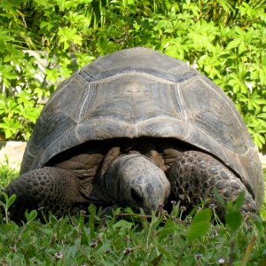 Aldabra Breeders