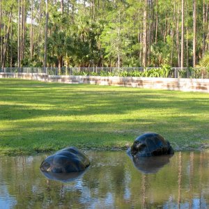 Aldabra Breeders