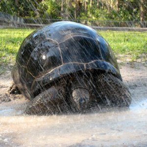 Aldabra Breeders