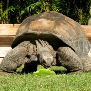 Aldabra Breeders