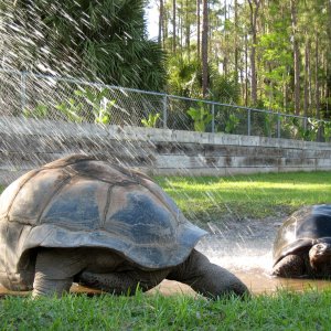 Aldabra Breeders