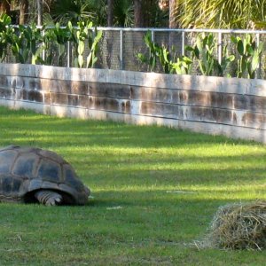 Aldabra Breeders