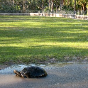 Aldabra Breeders