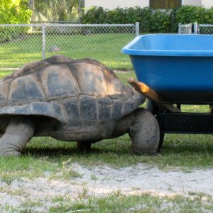 Aldabra Breeders