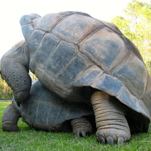 Aldabra Breeders