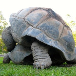 Aldabra Breeders