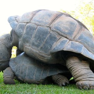 Aldabra Breeders