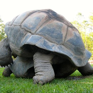 Aldabra Breeders