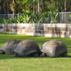 Aldabra Breeders