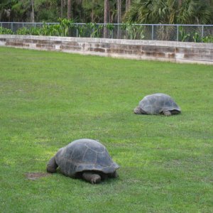 Aldabra Breeders