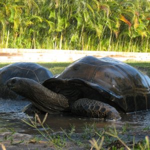 Aldabra Breeders