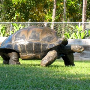 Aldabra Breeders