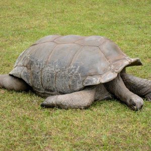 Aldabra Breeders