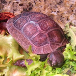 Aldabra Breeders
