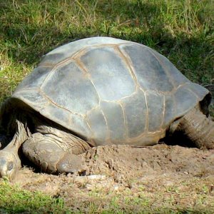 Aldabra Breeders