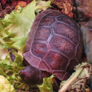 Aldabra Breeders