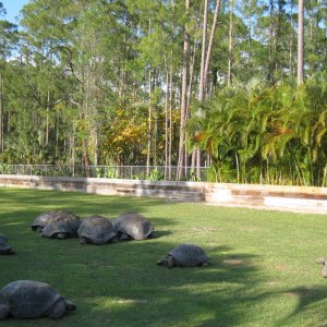 Aldabra Breeders