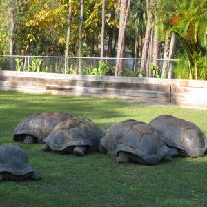 Aldabra Breeders