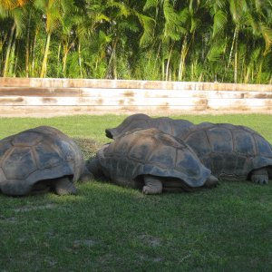 Aldabra Breeders