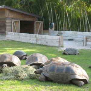 Aldabra Breeders