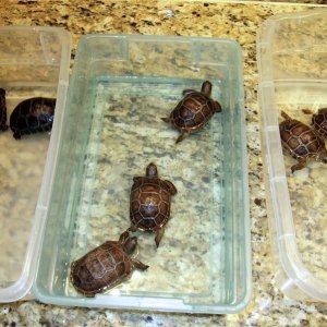 Aldabra Breeders