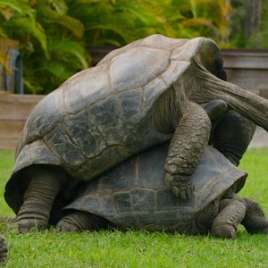 Aldabra Breeders
