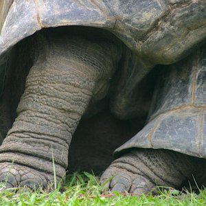 Aldabra Breeders