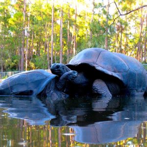 Aldabra Breeders