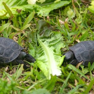 Aldabra Breeders
