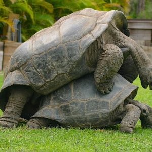 Aldabra Breeders