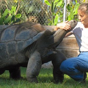 Aldabra Breeders