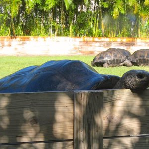 Aldabra Breeders