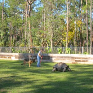 Aldabra Breeders